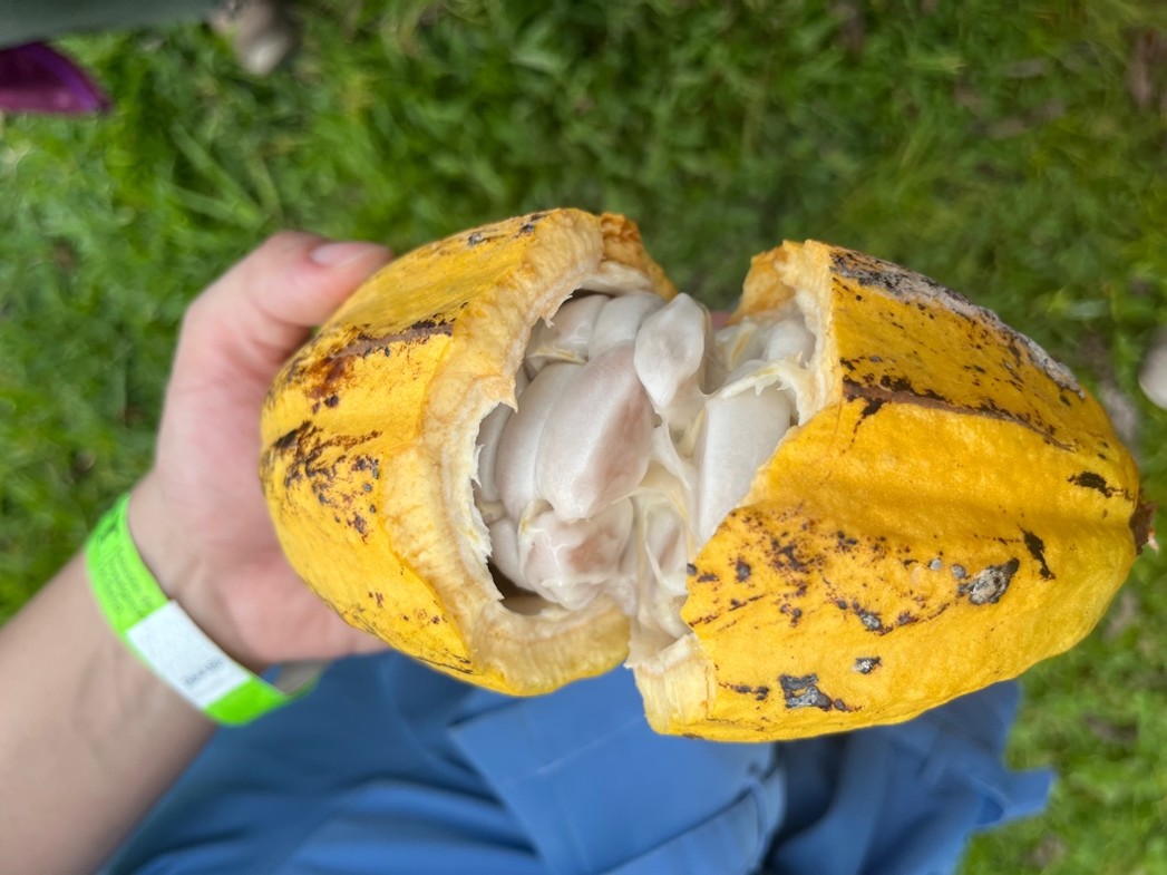 Cacao open pods photo 3.jpg